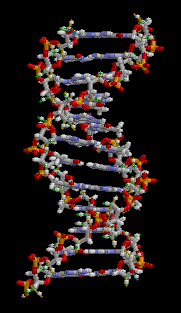 Rotating DNA molecule