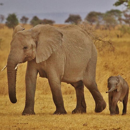 Elephant and baby