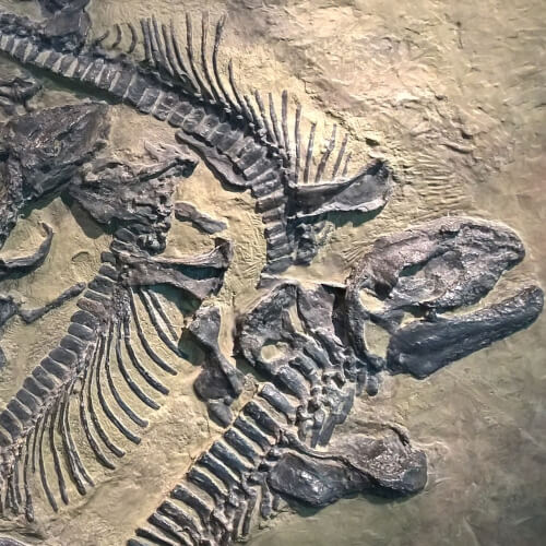 Fossilized dinosaur bones