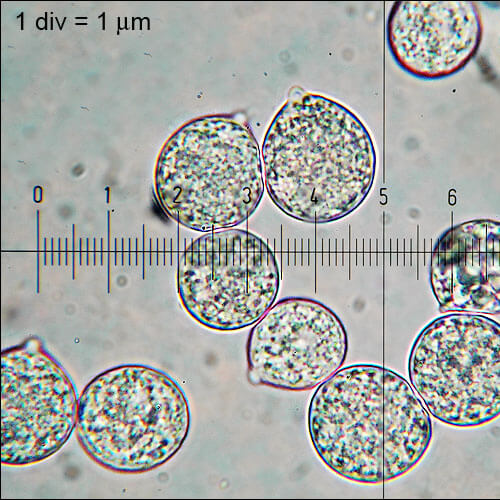 Oudemansiella mucida mushroom spores