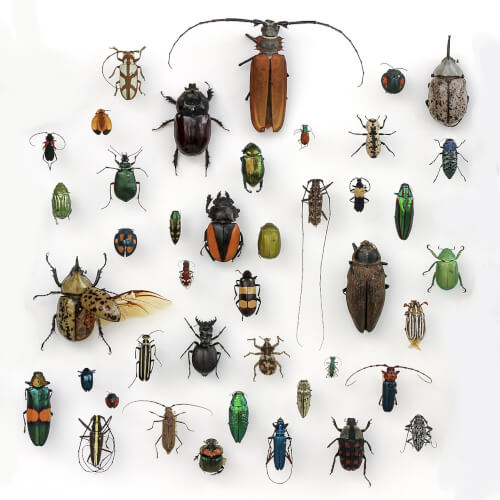 Various insects, entomology display