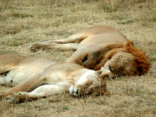 Lions sleeping