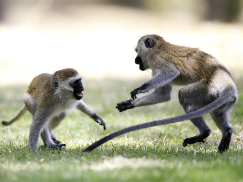 Tantalus monkey