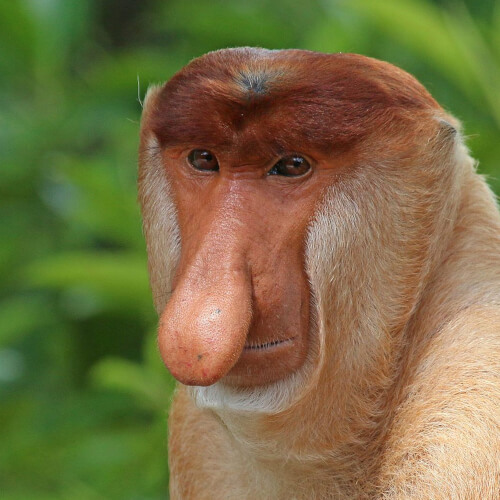 Adult male proboscis monkey