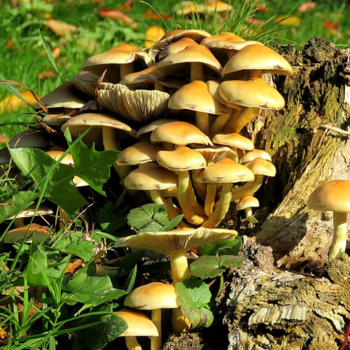 Mushrooms on decaying tree