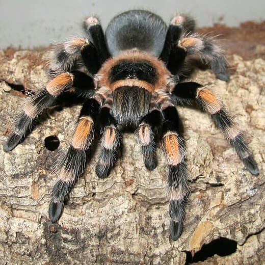 A tarantula