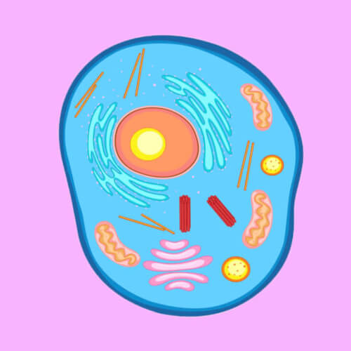 Animal Cell Facts for Kids