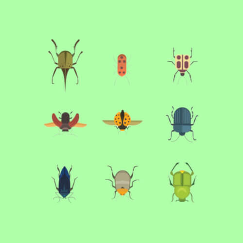 Insect Facts for Kids