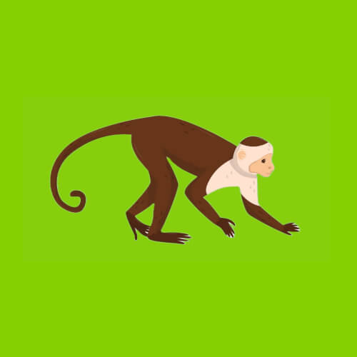 Monkey Facts for Kids
