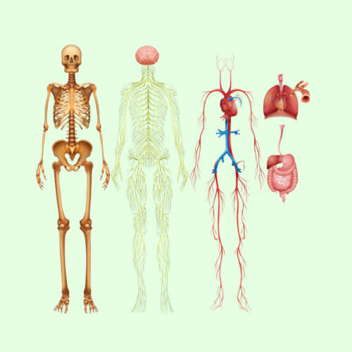 The Human Body Facts for Kids