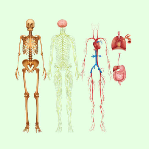 The Human Body