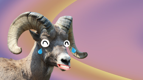 Why did the sheep buy a new computer? The old one didn't have enough RAM!