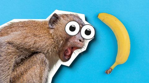 Monkey Jokes thumbnail
