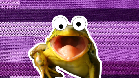 What do frogs order at restaurants? French flies!