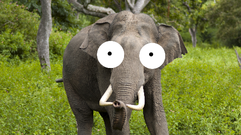 What do you call an elephant that's gone to the dark side? Darth Elevator!