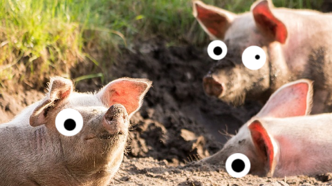 What kind of buildings do city pigs live in? Sty scrapers!