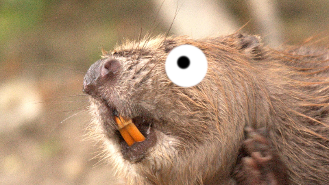 What kind of teeth can you buy for a dollar? Buck teeth!