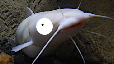 What type of fish is most afraid of dogs? Catfish, of course!