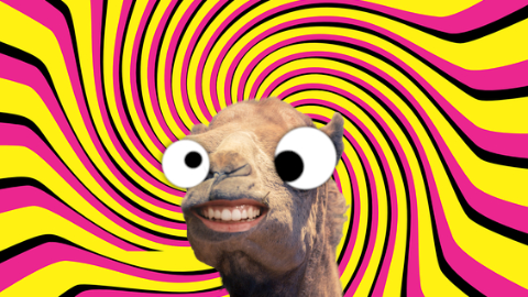 What's a camel's favorite day? Hump day!
