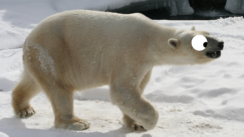 Where do polar bears go to vote? At the north poll!