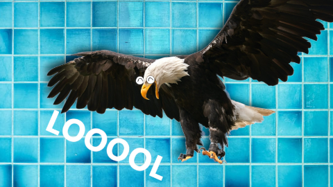 Where's the best place to spot a bald eagle? At the wig shop!