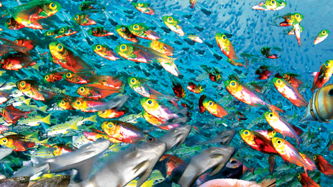 Why are fish so smart? They live in schools!