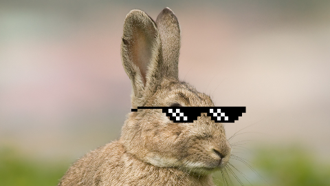 Why are some rabbits gold colored? They ate 24 karats!