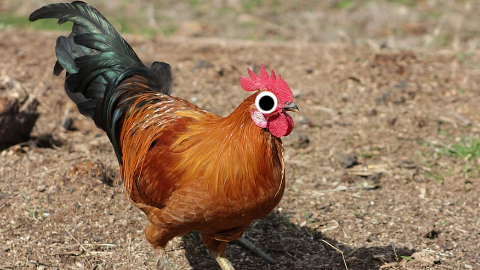 Why did the chicken cross the playground? To get to the other slide!