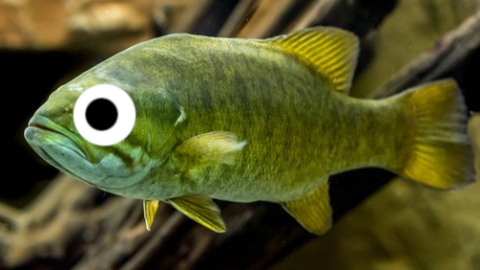 Why do so many fish live in saltwater? Because pepper would make them sneeze!