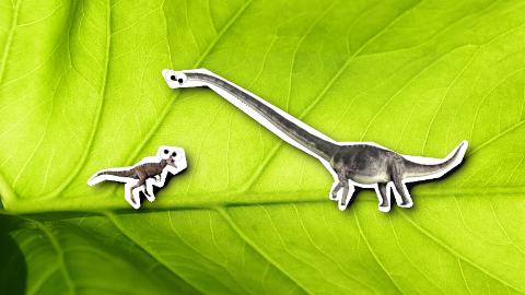 Do you know how long dinosaurs lived? Pretty much the same as the shorter ones!