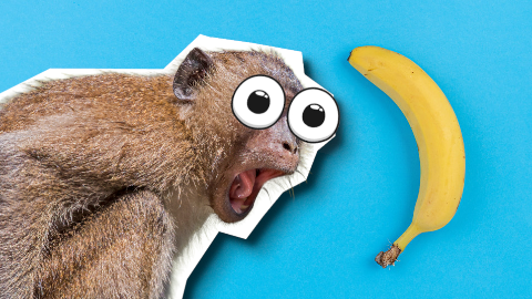 What did the banana say to the monkey? Nothing, silly! Bananas can't talk!