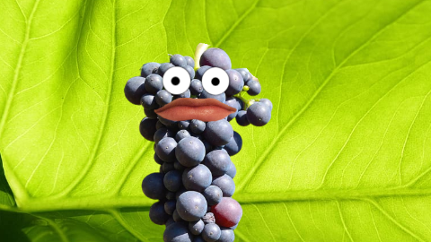 Why did the grapes suddenly get tired? They ran out of juice!