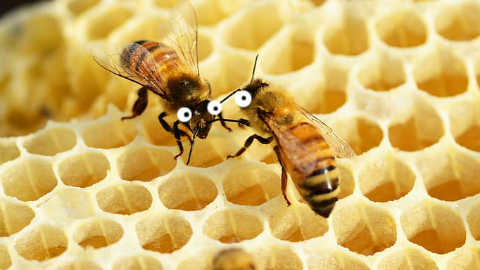 Why do bees have such great-looking hair? They're always near a honeycomb.