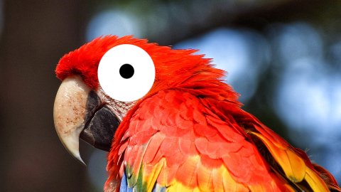 Why do teachers keep birds as pets? For parrot-teacher conferences!