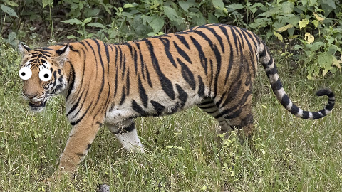 Why do tigers have stripes? So they don't get spotted!