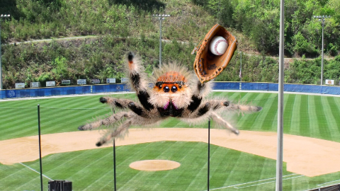 Why was the spider so good at baseball? It caught every fly... ball!