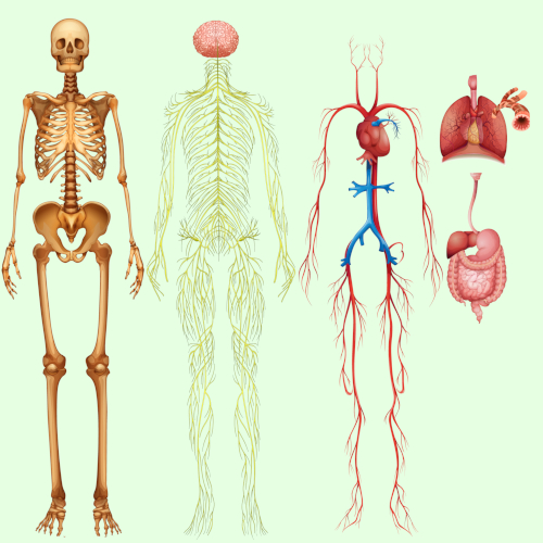 The Human Body Quiz